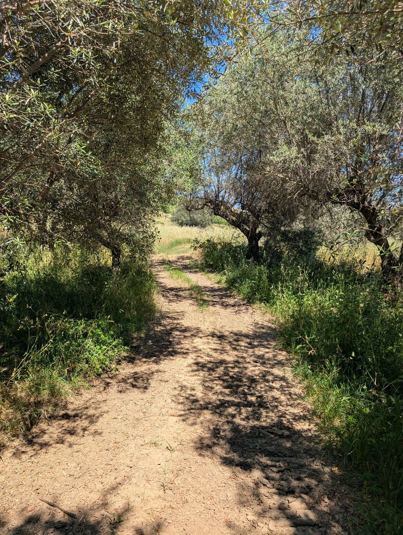 Olive trees in the grove at Contrada Cona