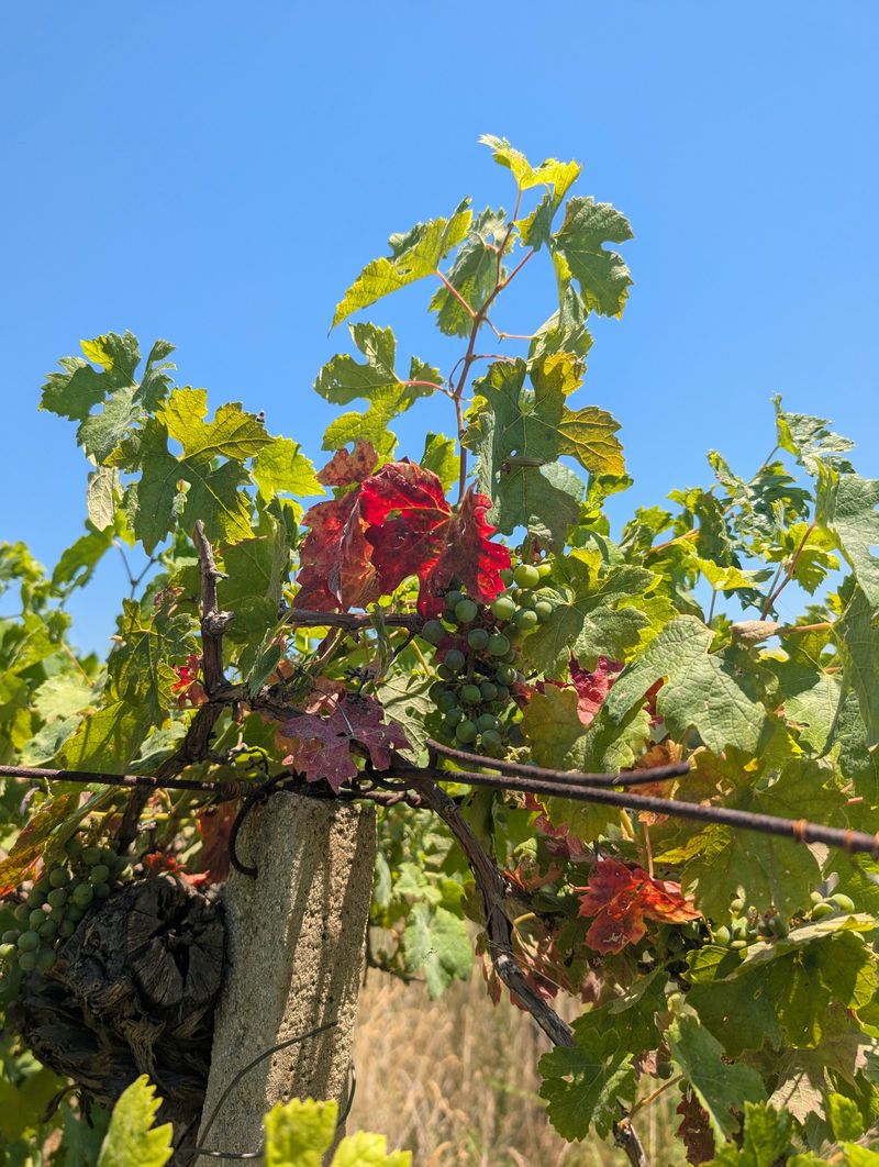 Tenuta Cerulli Spinozzi, Canzano — placeholder photograph from Contrada Cona