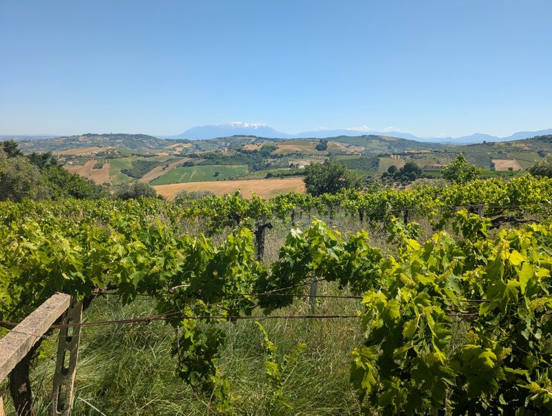 A small 0.2ha vineyard with the snow-capped Gran Sasso behind it