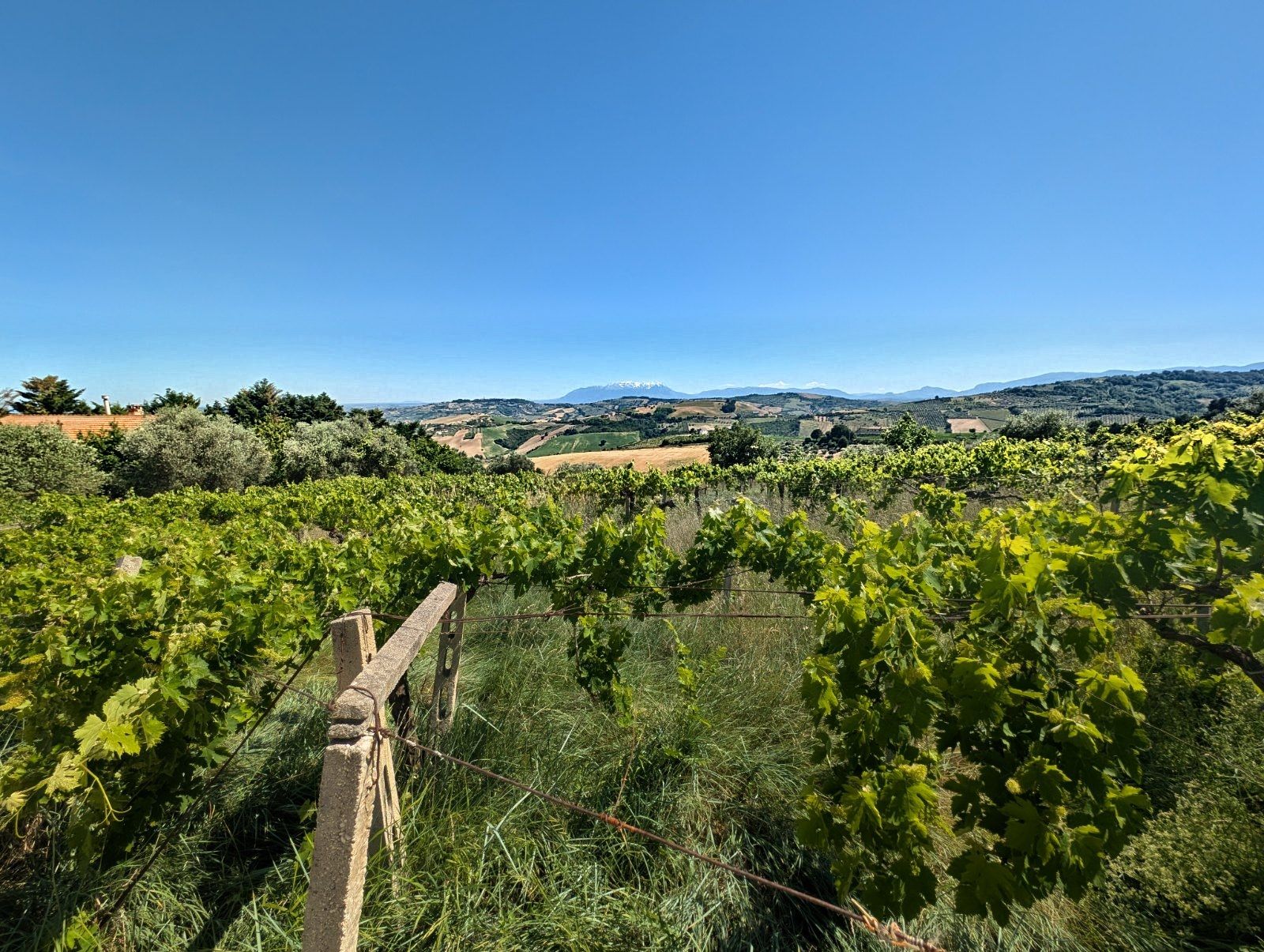 Vine rows running toward the Abruzzo hills at Contrada Cona, Atri