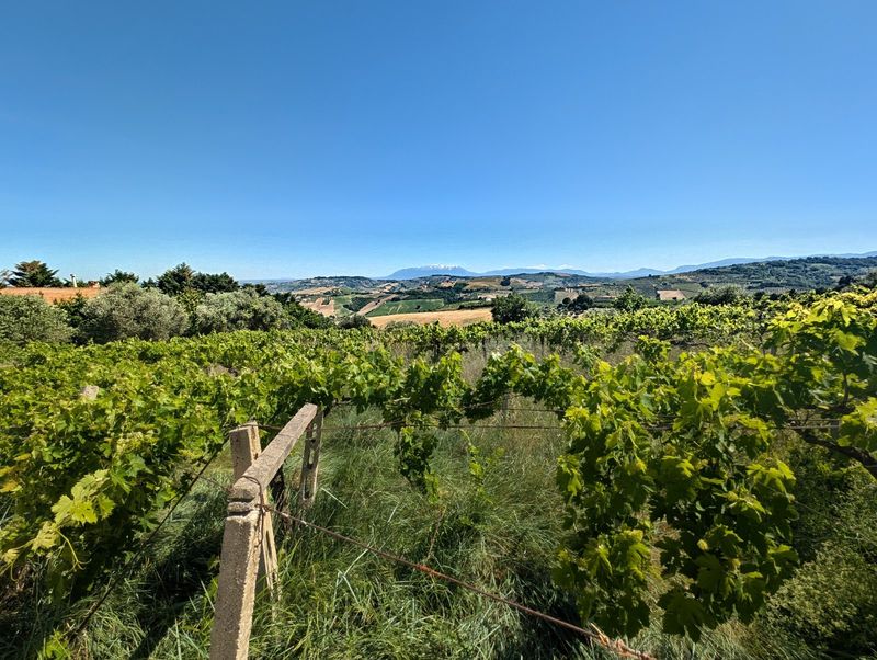 Emidio Pepe, Torano Nuovo — placeholder photograph from Contrada Cona