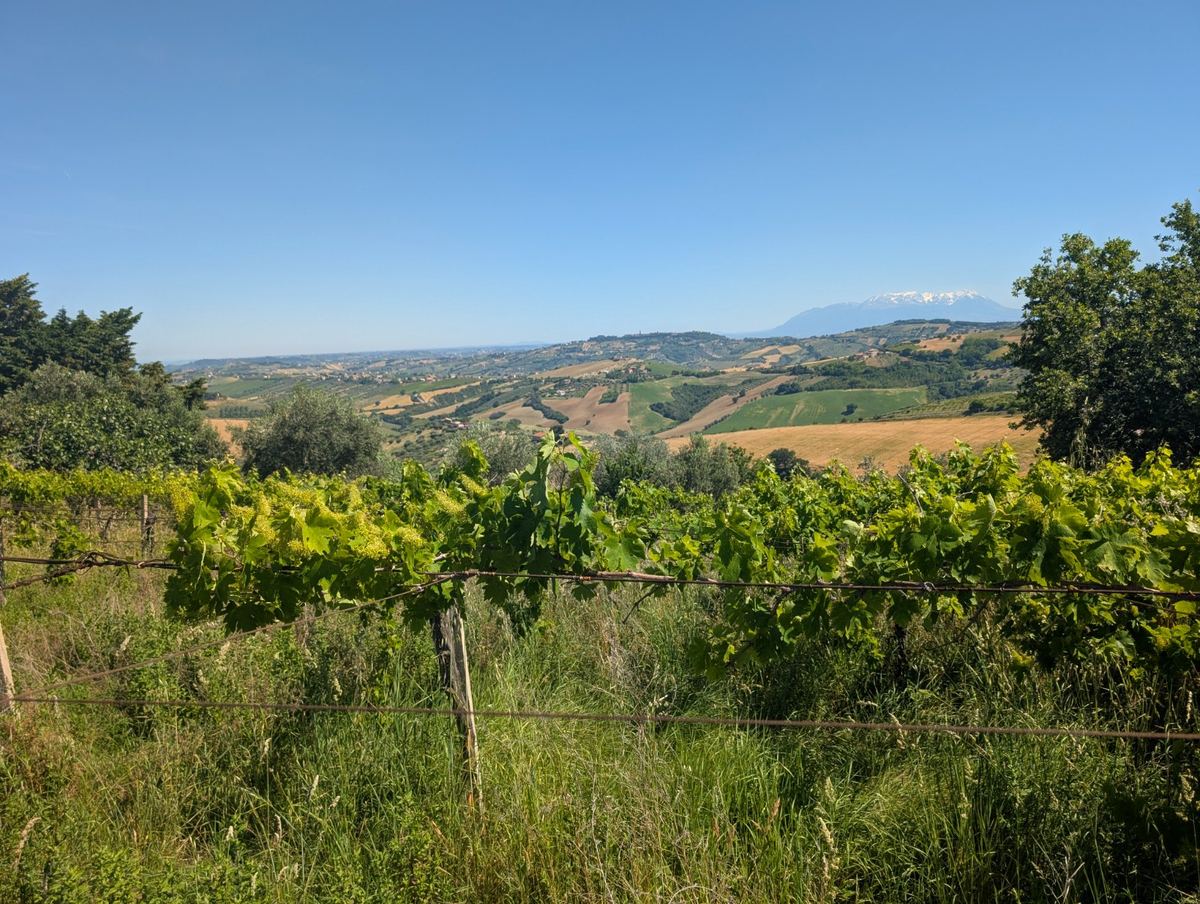 Vines above the valley at Contrada Cona, looking east toward the Adriatic